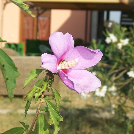 Agriturismo La Nocciolina Venturina Terme Eksteriør bilde