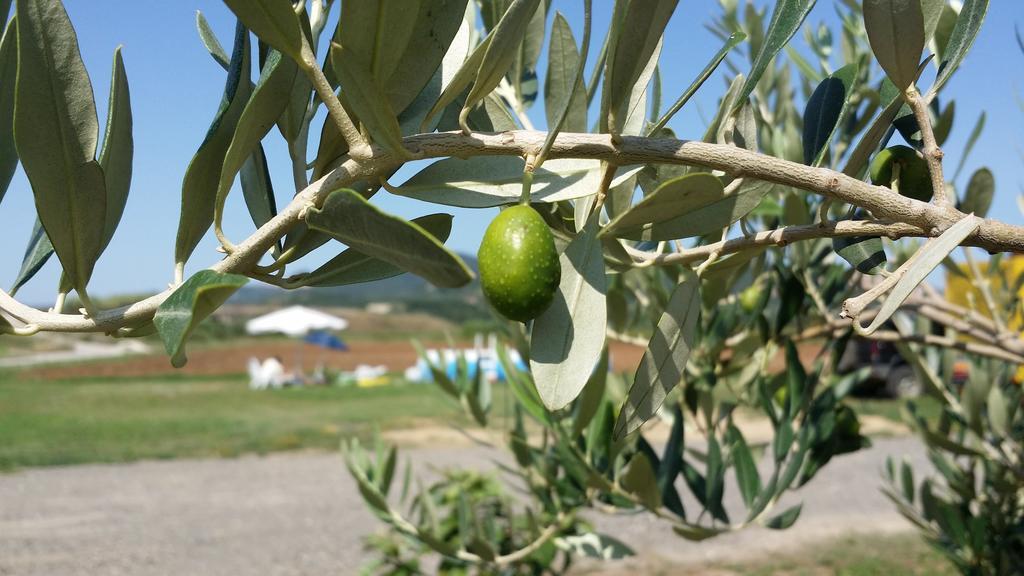 Agriturismo La Nocciolina Venturina Terme Eksteriør bilde